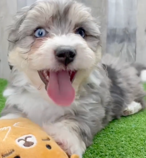 gray merle aussiechon puppy with blue eyes